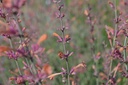 Agastache rugosa 'Firebird'