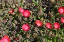 Delosperma 'Jewel of Desert Grenade'