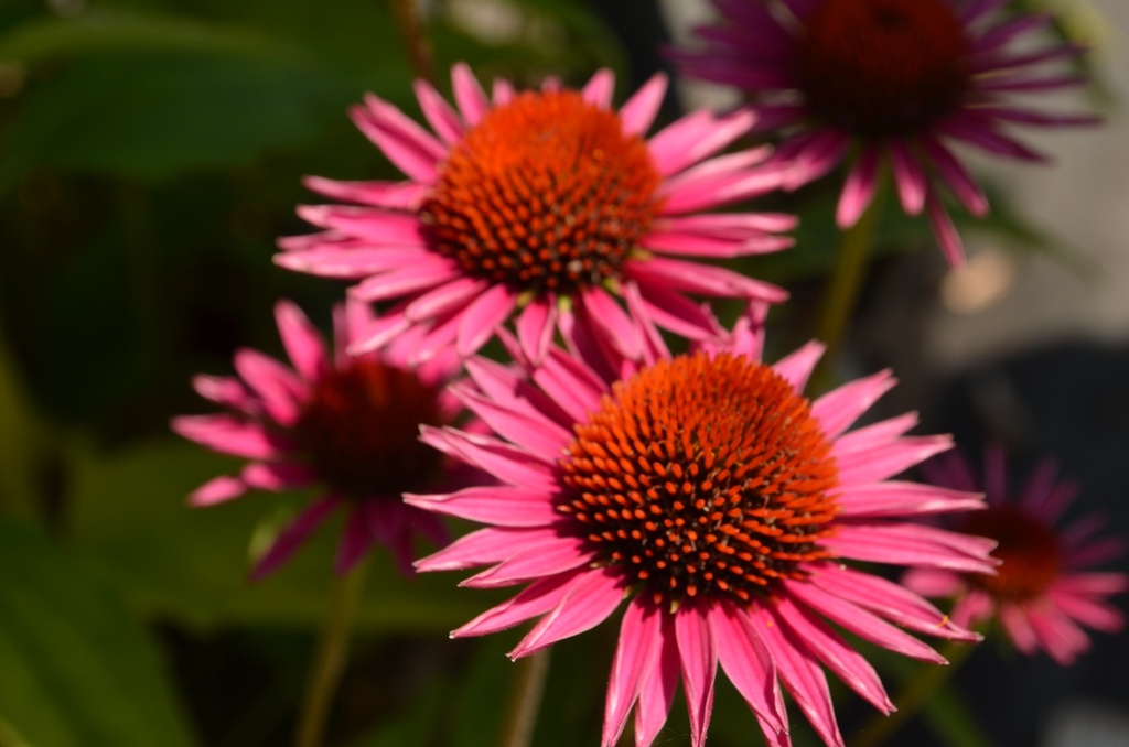 Echinacea hybride 'Pica Bella'