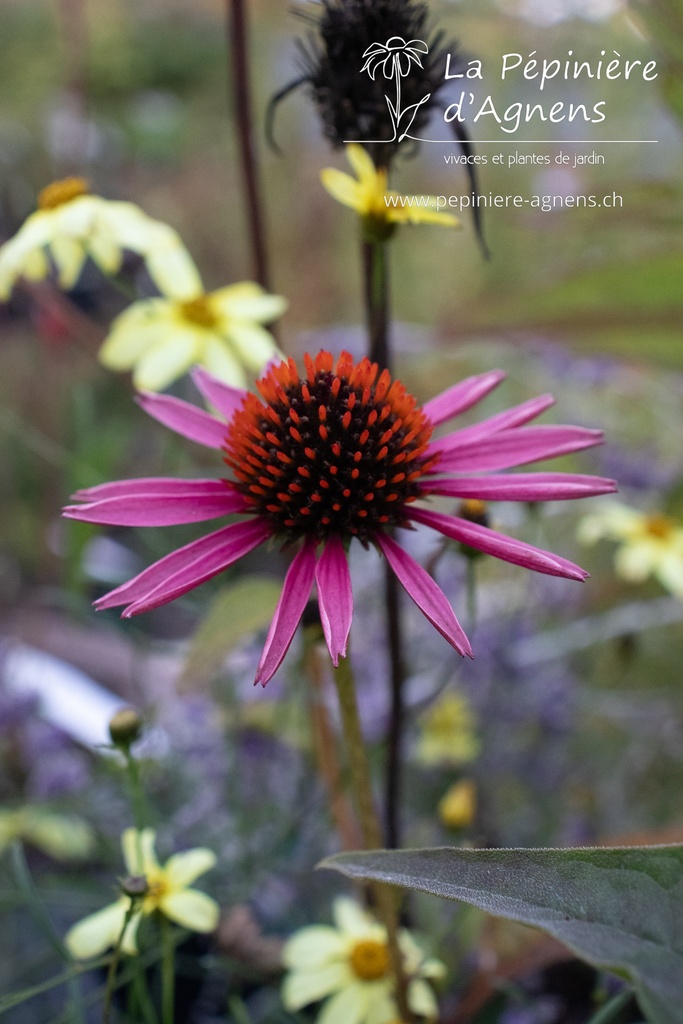 Echinacea hybride 'Pica Bella'
