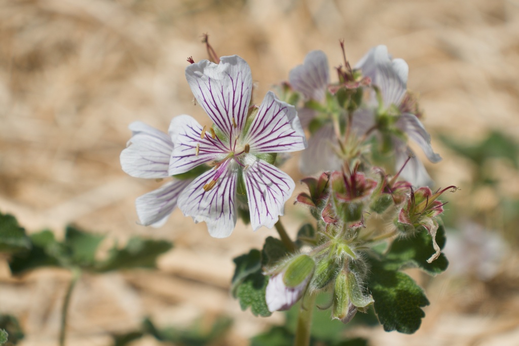 Geranium renardii