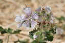 Geranium renardii