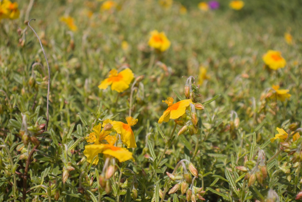 Helianthemum hybride 'Golden Queen' (Bio)
