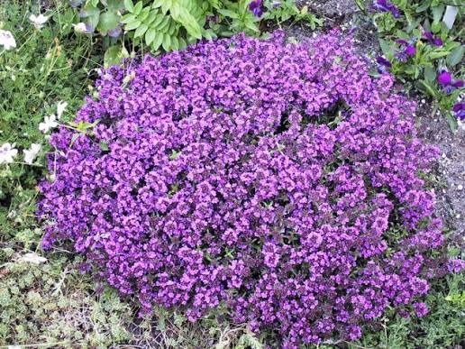 Thymus praecox 'Purple Beauty' (Bio)