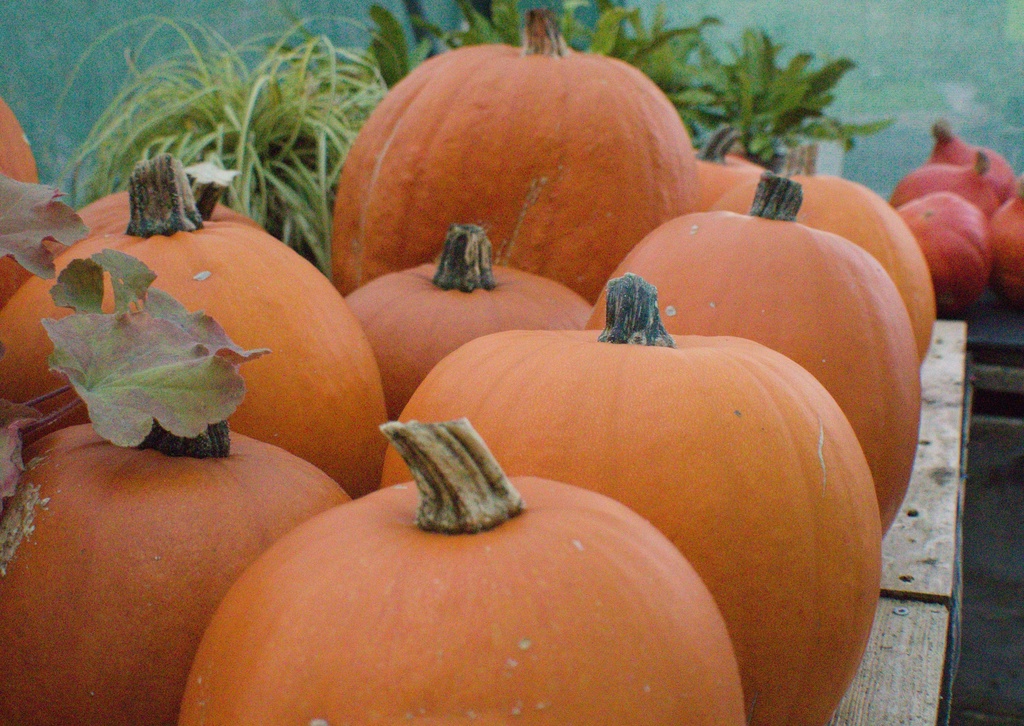Courge à fruits moyens 'Jack O'Lantern' (Bio, 12cm)