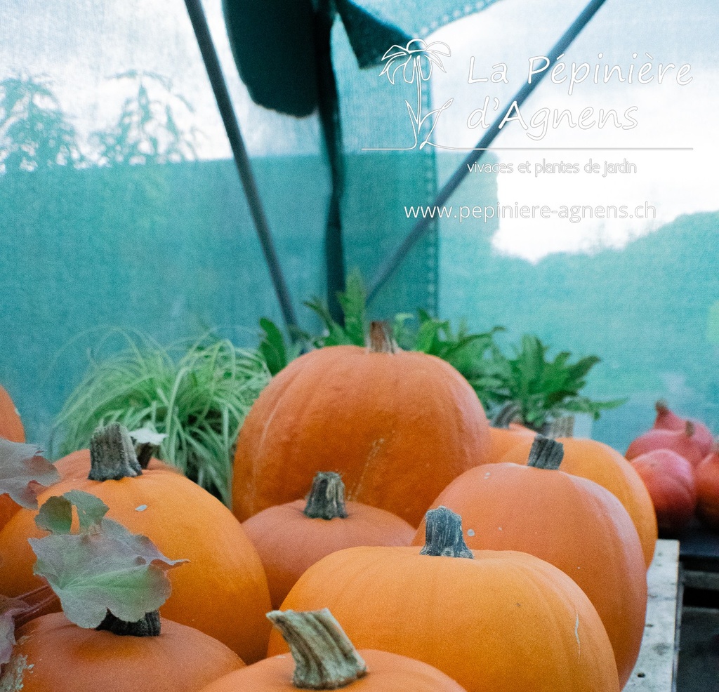 Courge à fruits moyens 'Jack O'Lantern'