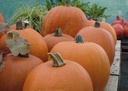 Courge à fruits moyens 'Jack O'Lantern'
