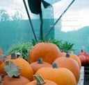 Courge à fruits moyens 'Jack O'Lantern'