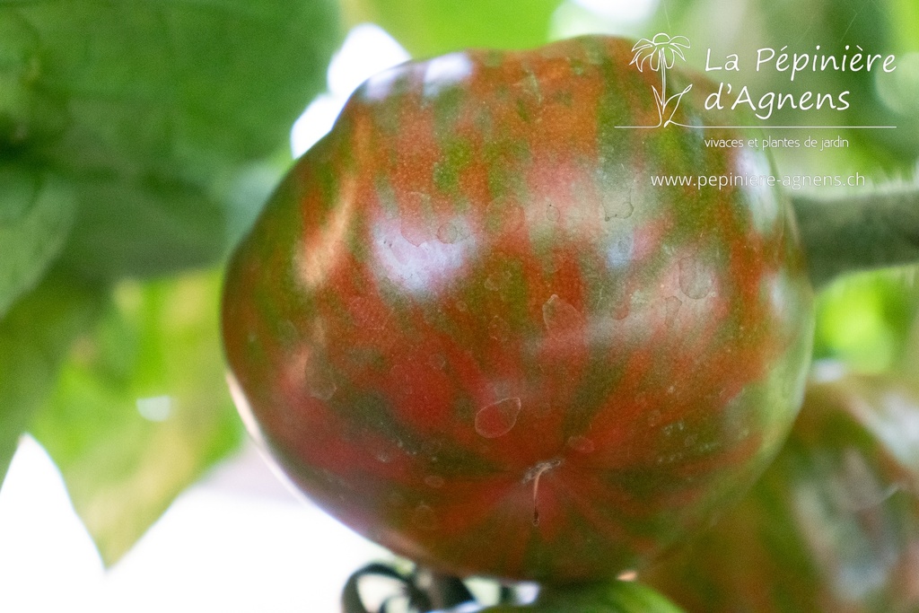 Tomate à fruits moyens 'Black Zebra' (Bio)