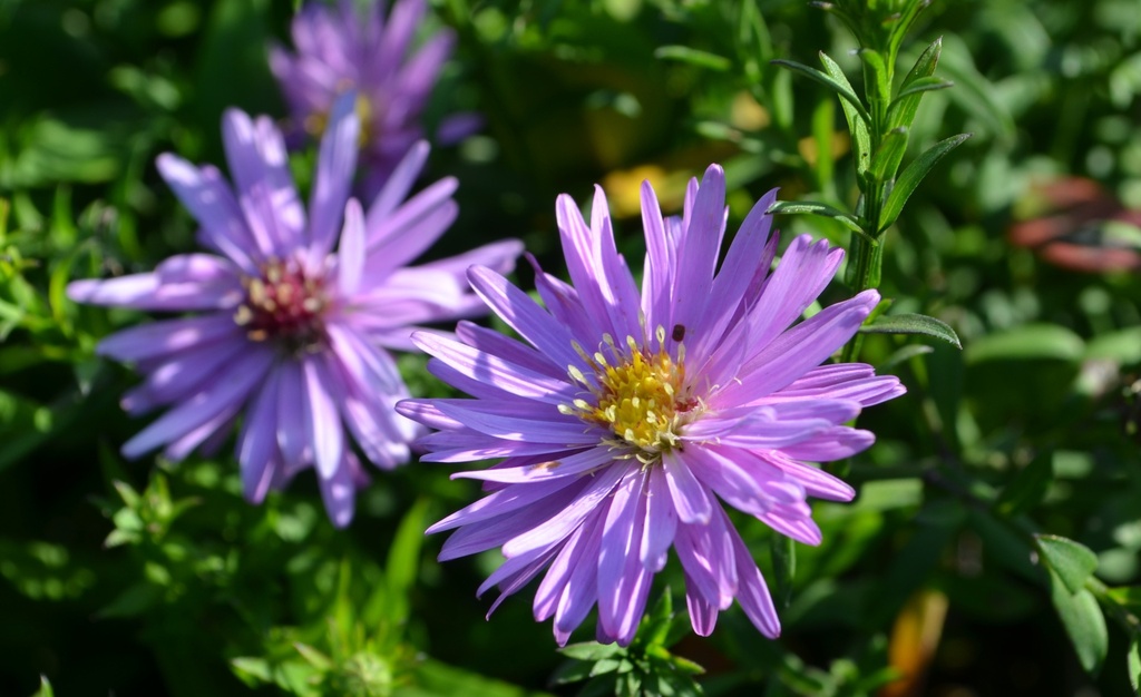 Aster dumosus 'Rosenwichtel' (Bio)