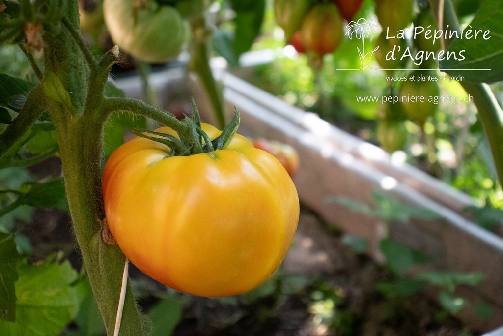 Tomate à fruis charnus 'Ananas' (Bio)