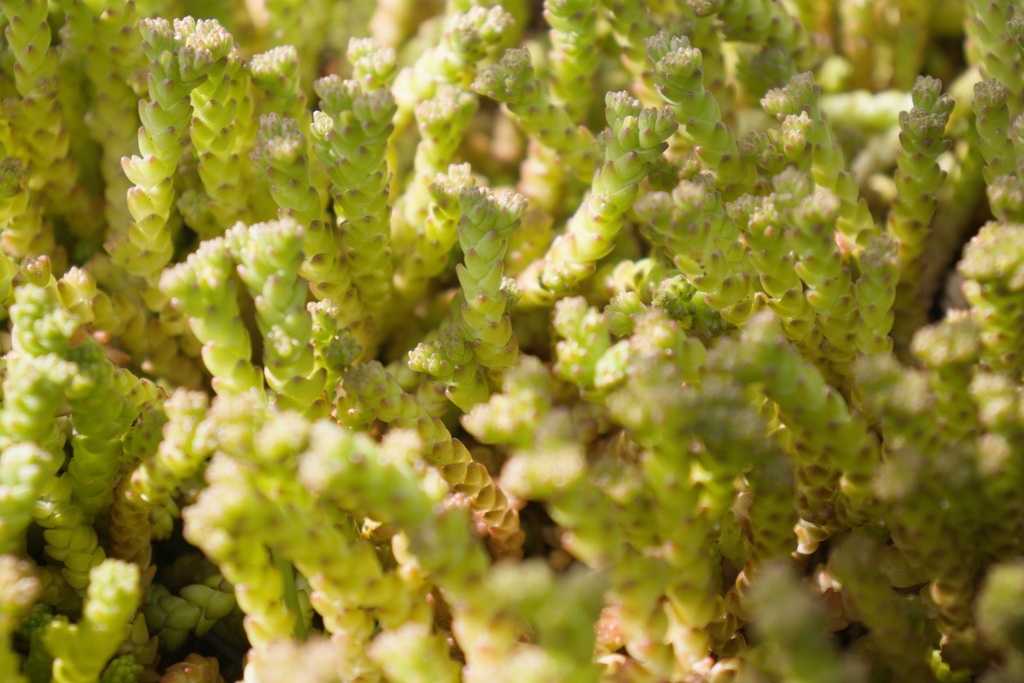 Sedum acre (Bio)