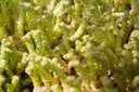 Sedum acre