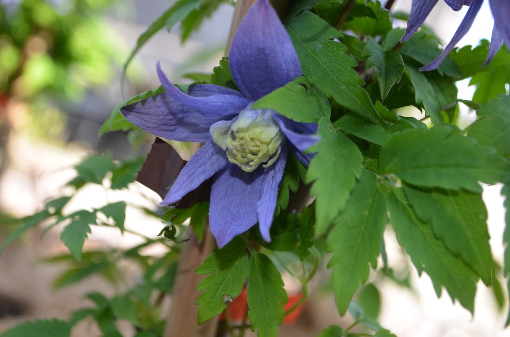 Clematis alpina (1 Lt., Bio)