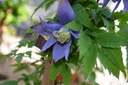 Clematis alpina