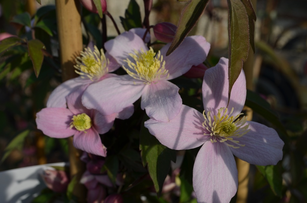 Clematis montana var rubens