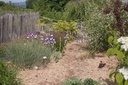 Paillage de Miscanthus