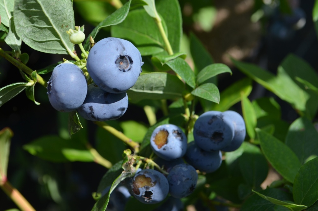Vaccinium corymbosum 'Blue Crop' (Bio)