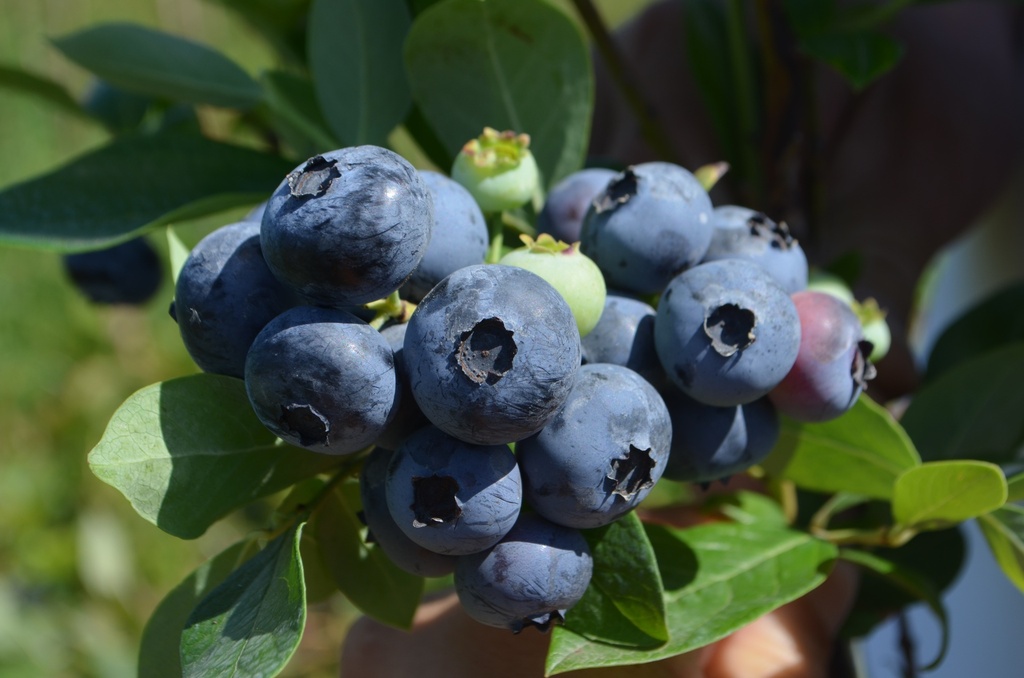 Vaccinium corymbosum 'Duke' (Bio)