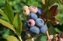 Vaccinium corymbosum 'Elisabeth'