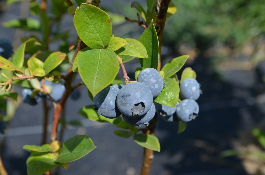Vaccinium corymbosum 'Liberty'