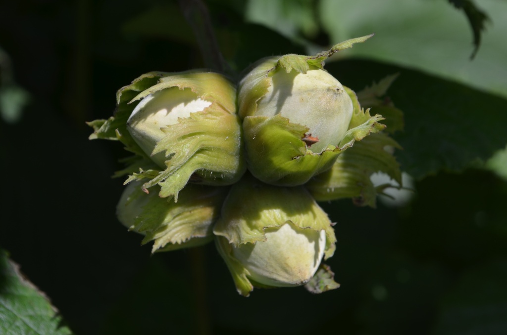Corylus avellana 'Hallesche Riesennuss' (2 Lt., Bio)