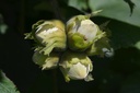 Corylus avellana 'Hallesche Riesennuss'