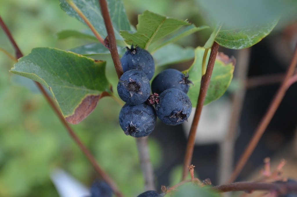 Amelanchier alnifolia 'Northline' (40/60, Bio)
