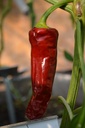 Piment 'Gorria'