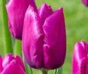 Tulipa simple hâtive 'Purple Prince'