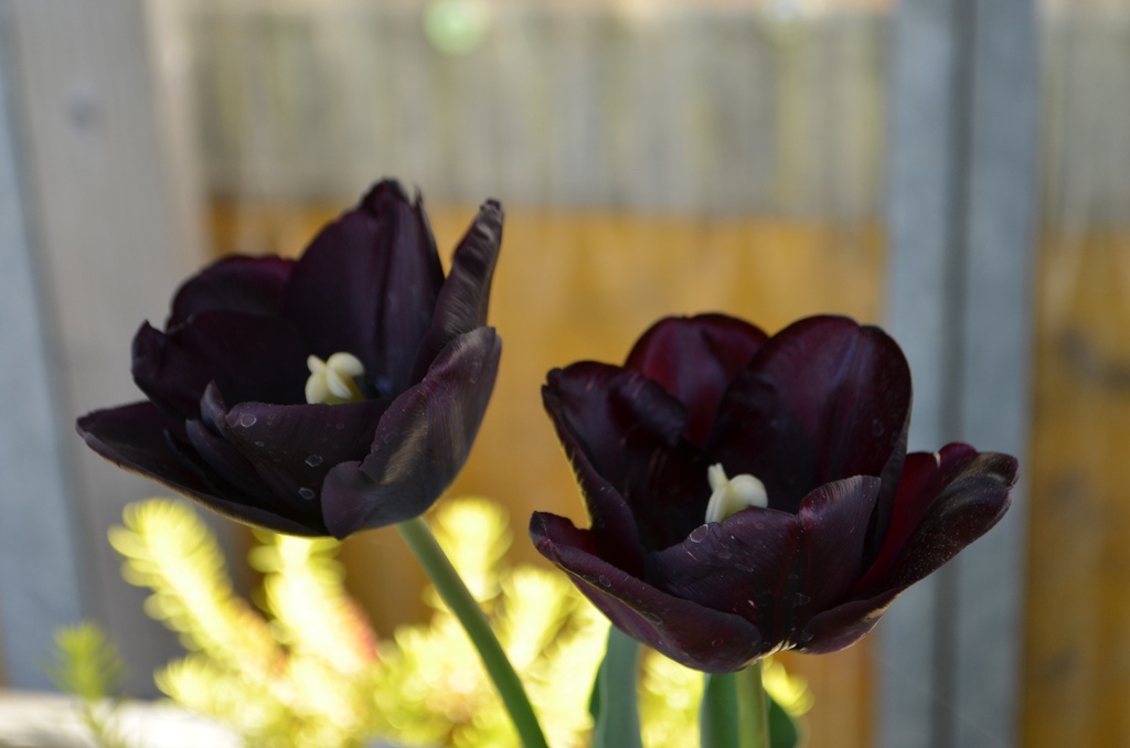 Tulipa triomphe 'Paul Scherer'
