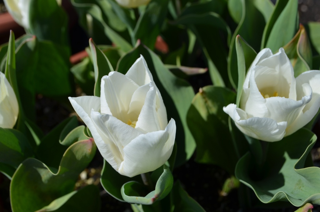 Tulipa simple hâtive 'White Prince'
