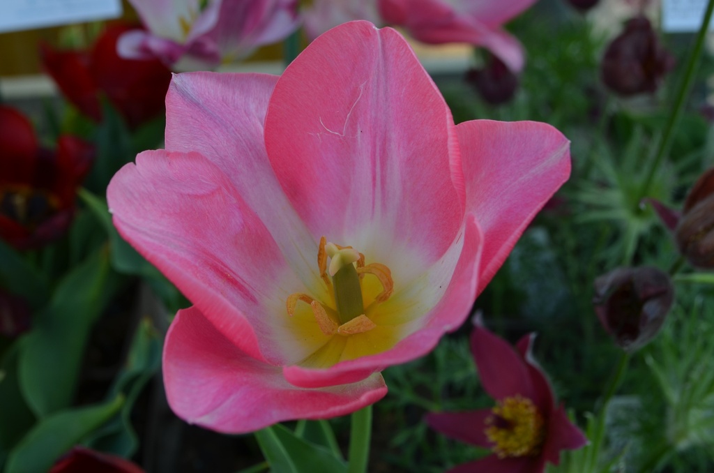 Tulipa triomphe 'Dynasty' (Bio, 1L)