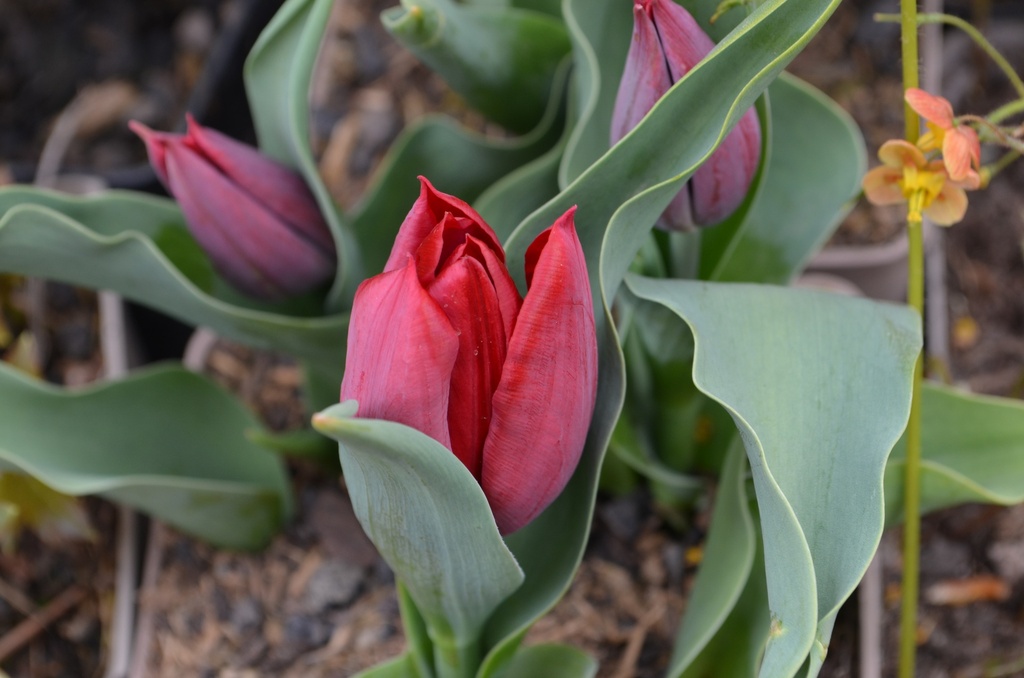 Tulipa triomphe 'Pallada' (Bio, 1 Lt.)