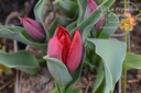 Tulipa triomphe 'Pallada'