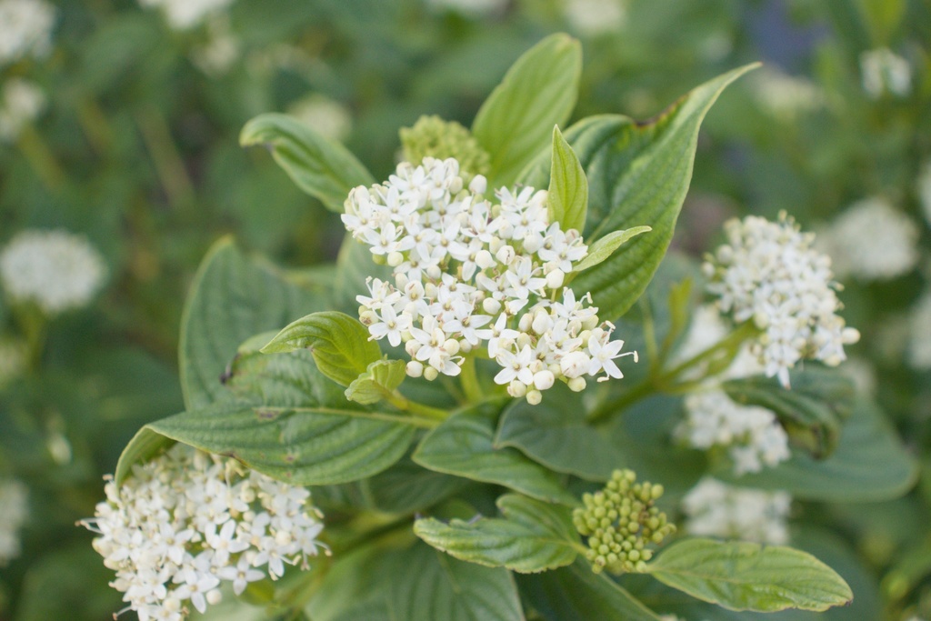 Cornus sericea 'Flaviramea'