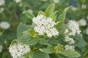 Cornus sericea 'Flaviramea'
