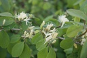 Lonicera xylosteum