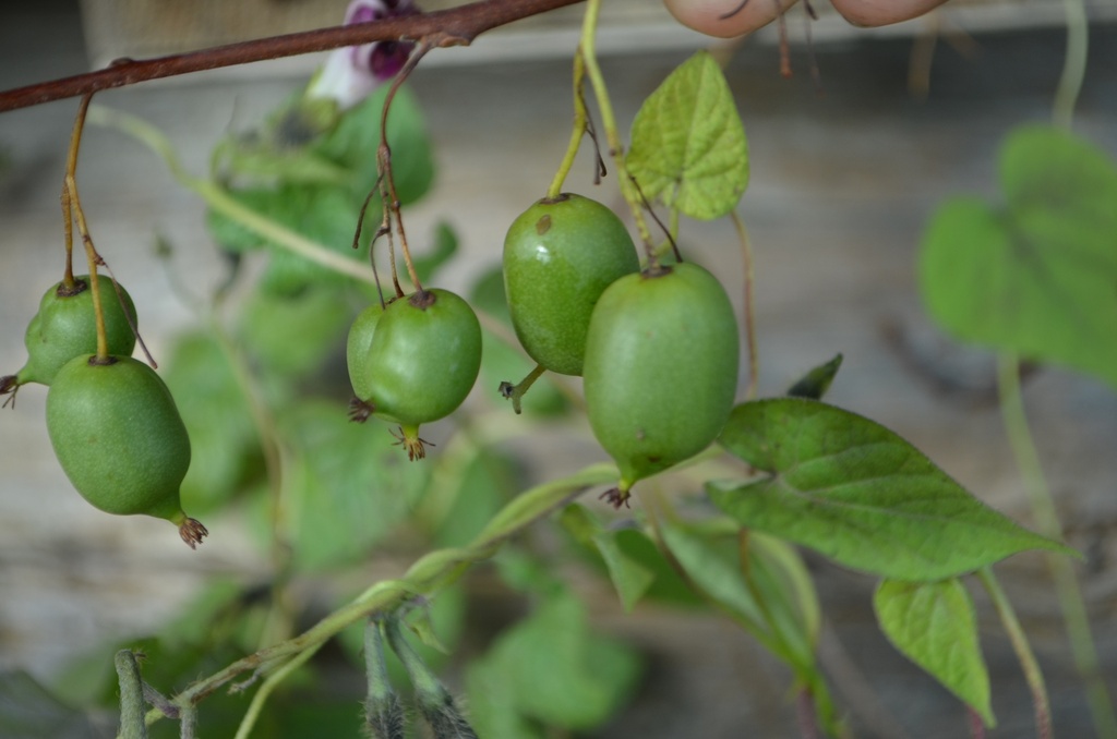 Actinidia arguta 'Issai' (Mini Kiwi)