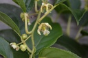 Actinidia arguta 'Issai' (Mini Kiwi)