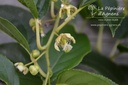 Actinidia arguta 'Issai' (Mini Kiwi)