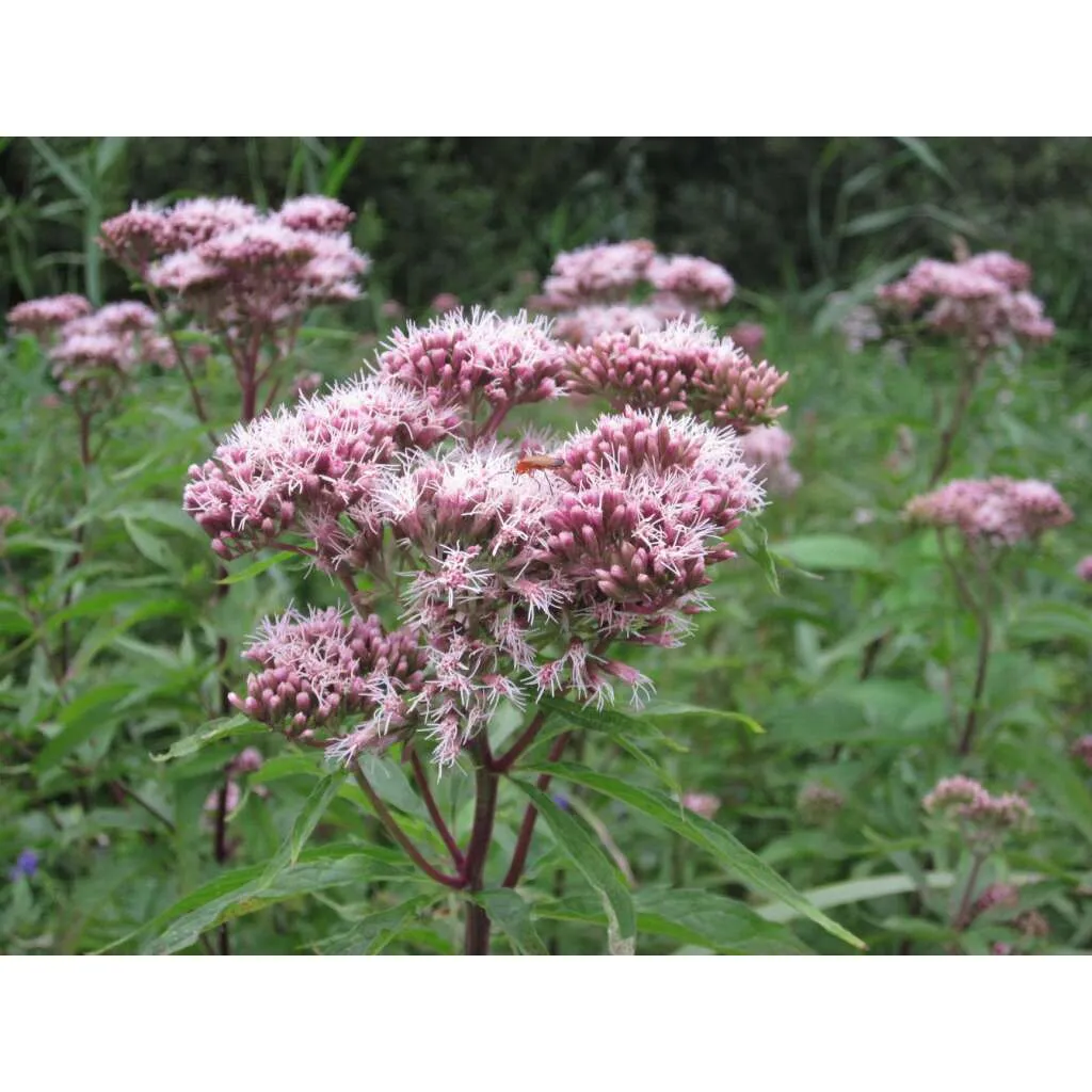 Eupatorium cannabinum