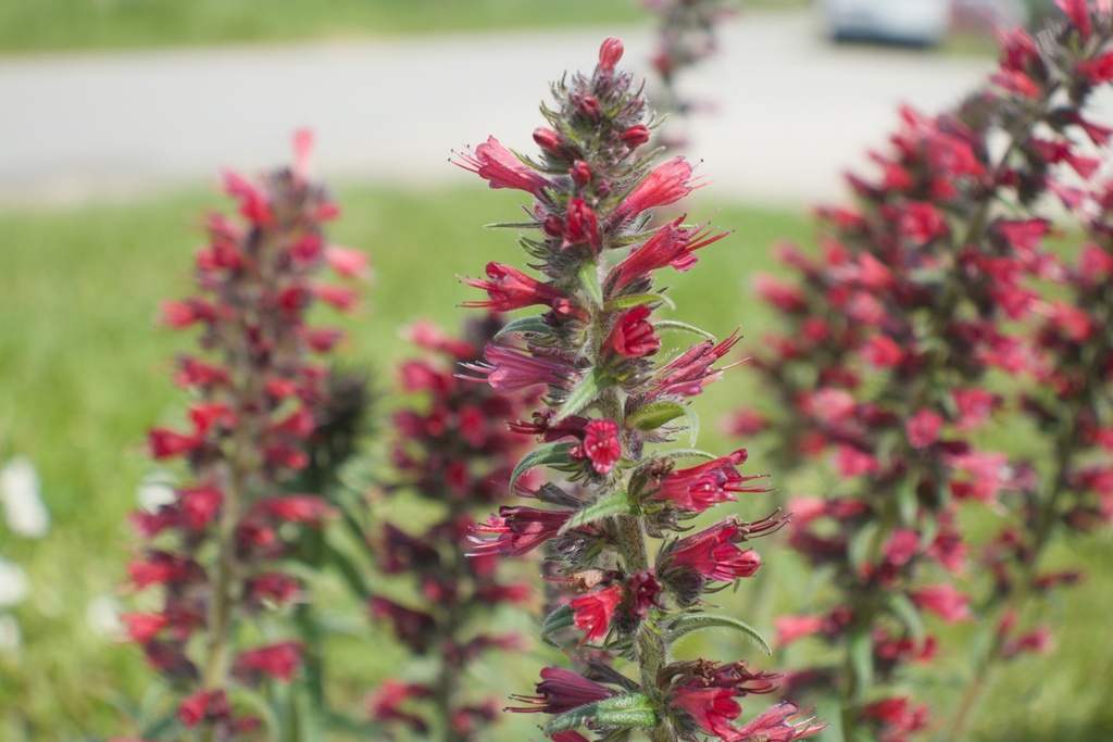 Echium amoenum 'Red Feathers'