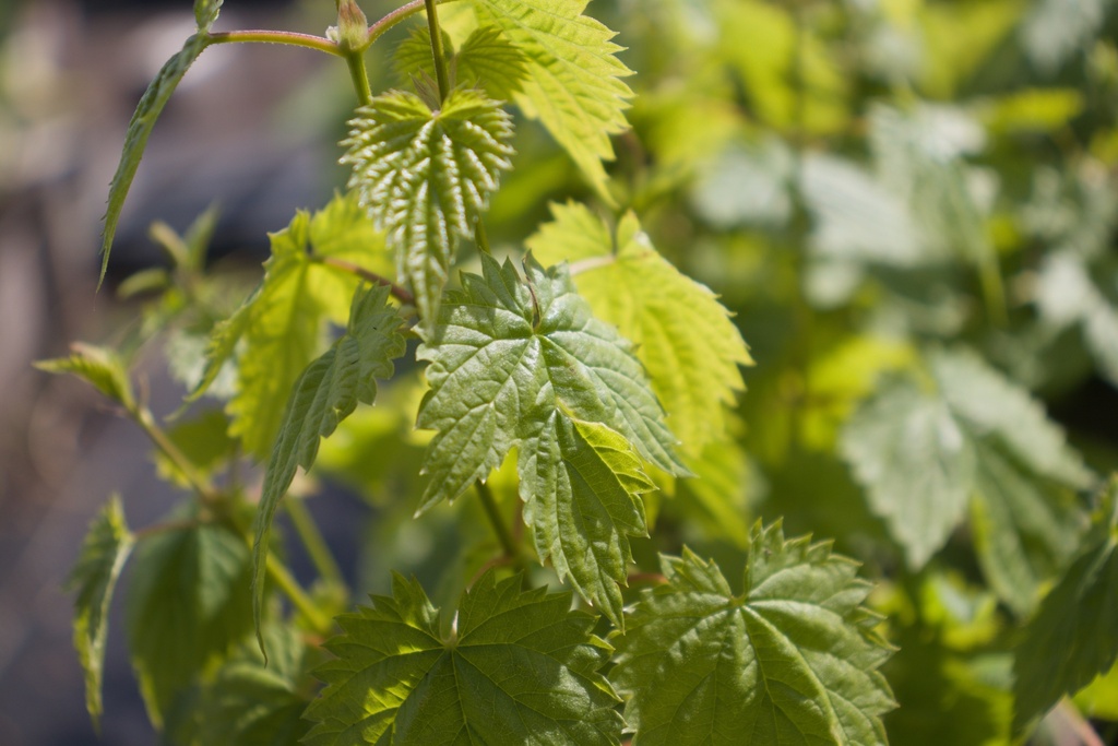 Humulus lupulus (Bio)