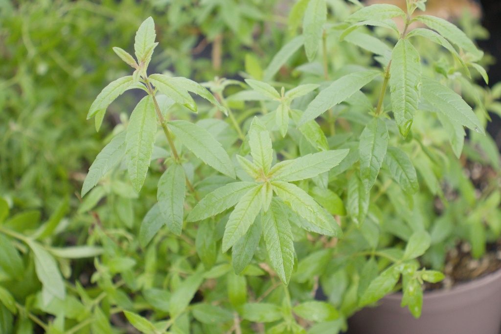 Lippia citriodora (Bio, 0.5L)
