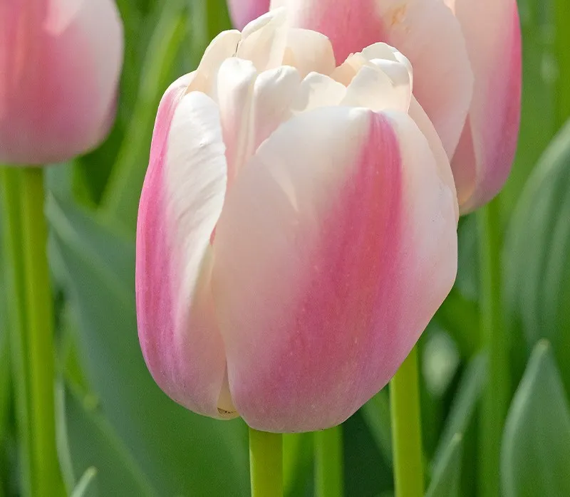 Tulipa darwin 'Apricot Pride' (Bio)
