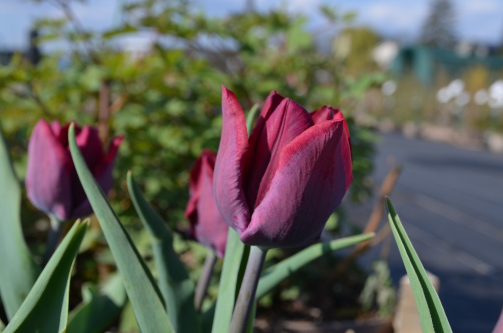 Tulipa triomphe 'Ronaldo' (Bio)
