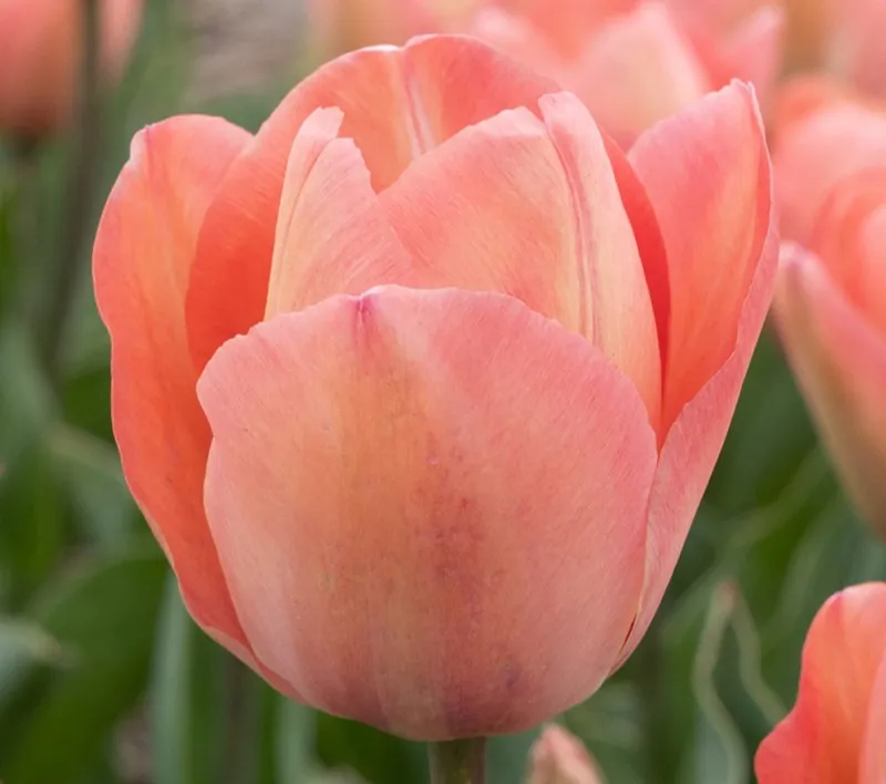 Tulipa darwin 'Salmon Impression' (Bio)