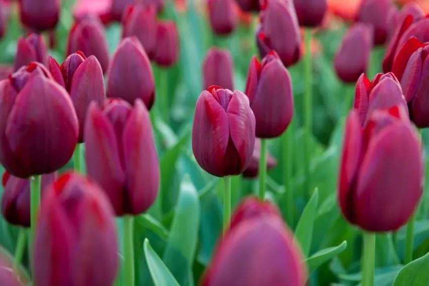 Tulipa triomphe 'National Velvet'