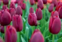 Tulipa triomphe 'National Velvet'